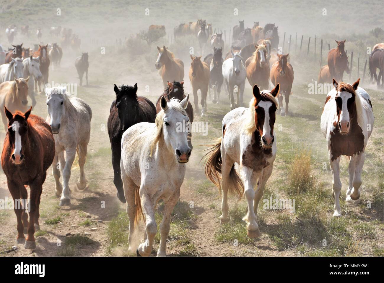 Troupeau de chevaux Banque D'Images
