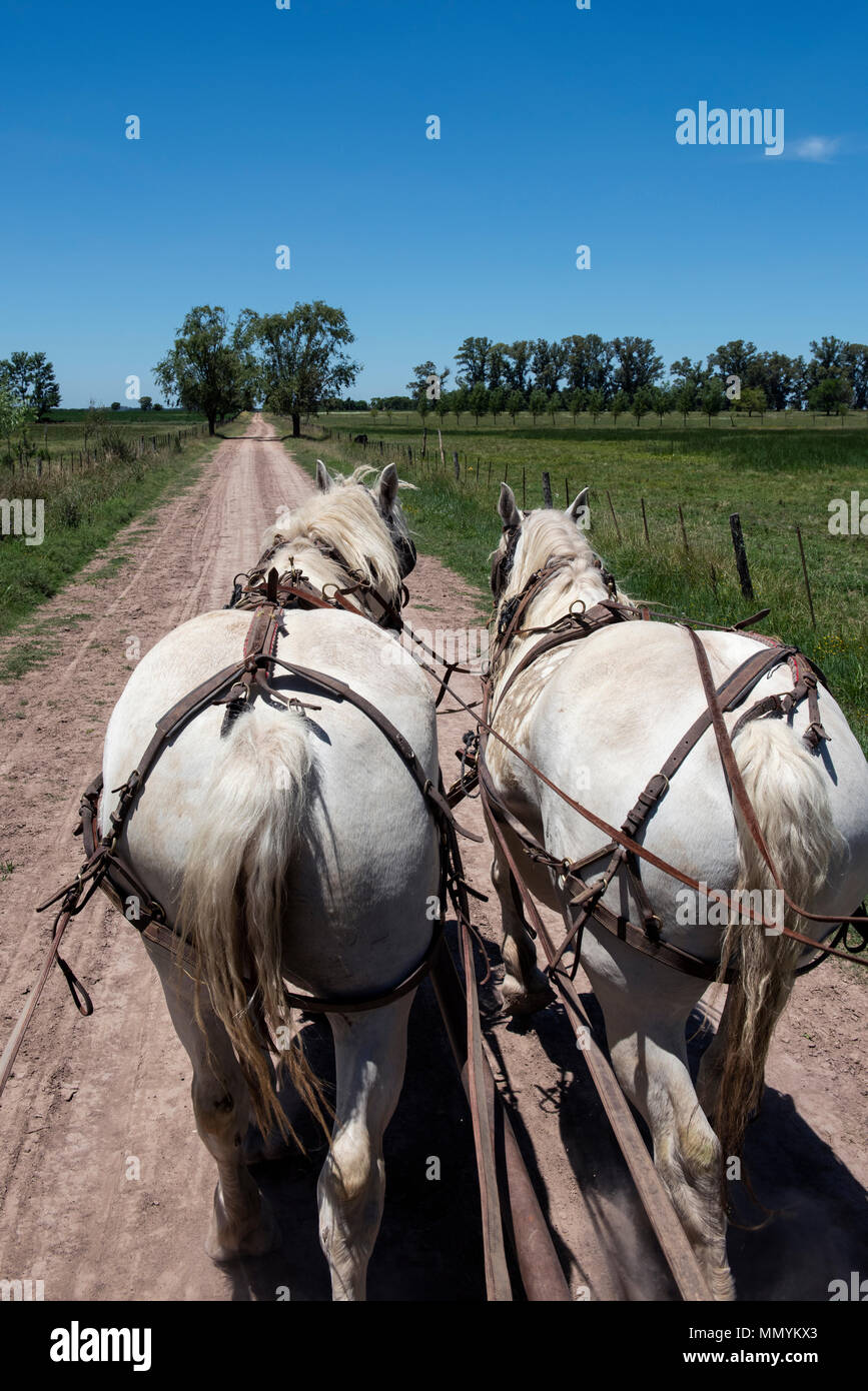 L'Argentine, Pampa, San Antonio de Areco. Estancia traditionnelle, El Ombu de Areco. Équipe de chariot blanc chevaux sur chemin de terre dans la pampa. Banque D'Images