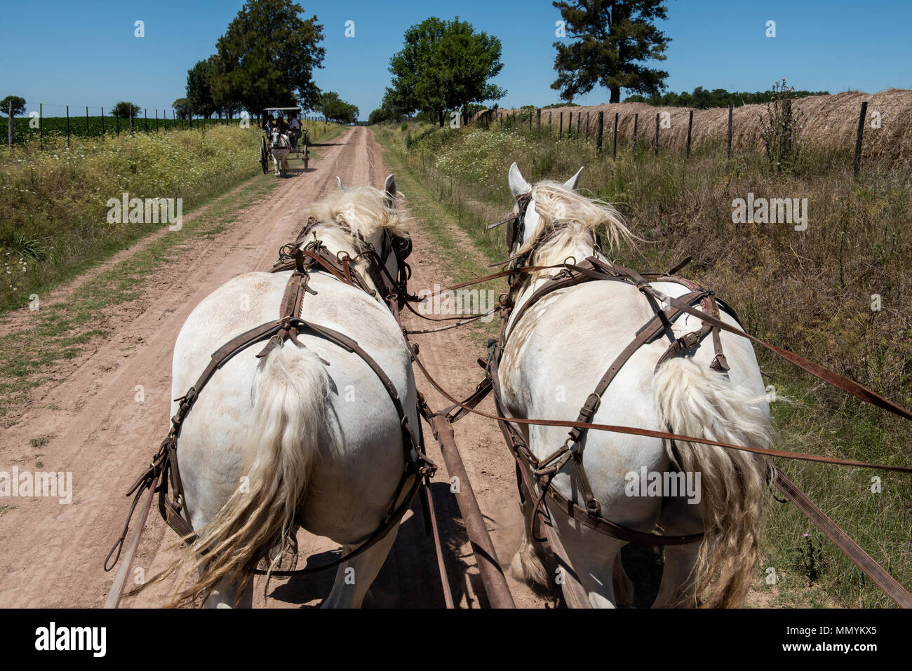 L'Argentine, Pampa, San Antonio de Areco. Estancia traditionnelle, El Ombu de Areco. L'équipe de visite avec chariot blanc chevaux sur chemin de terre out Banque D'Images