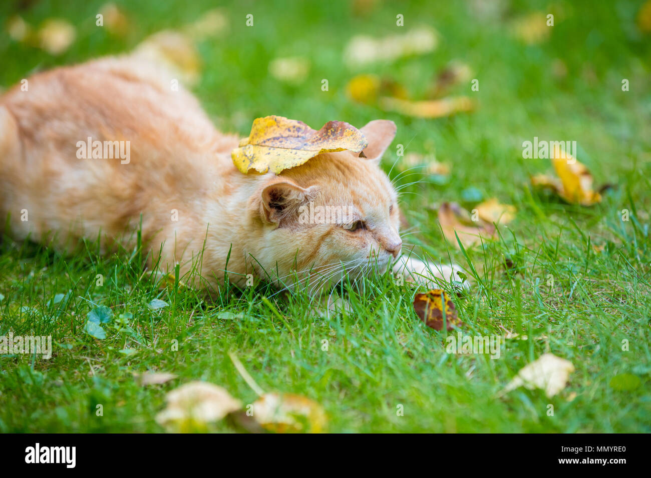 Chat Rouge Blanc Couche Dans L Herbe Banque De Photographies Et D Images A Haute Resolution Alamy