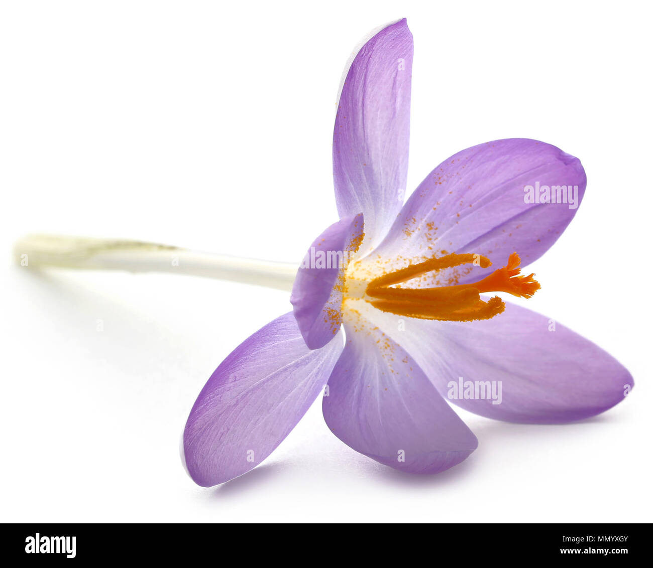 Fleur de crocus safran isolated over white background Banque D'Images