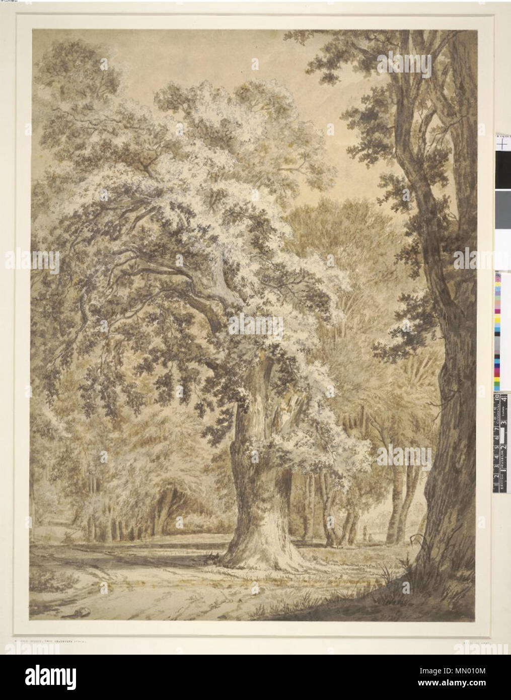 Forêt, Près de Windsor Cranborne House. Entre 1790 et 1810 circa circa. Hendrik Frans de Cort - Windsor Forest, près de Cranborne House Banque D'Images