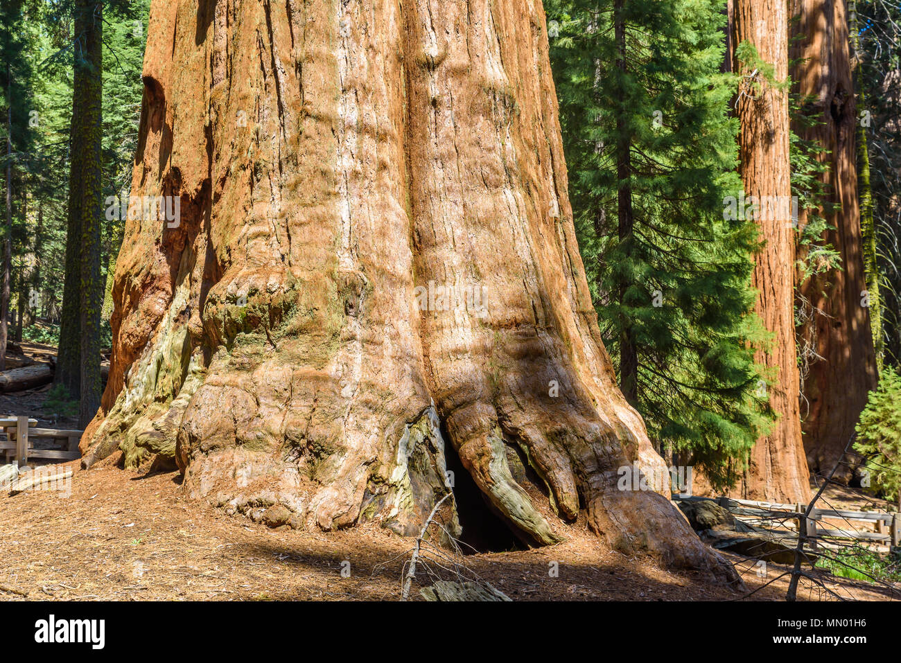 General Sherman Tree - le plus grand arbre sur la terre, dans les
