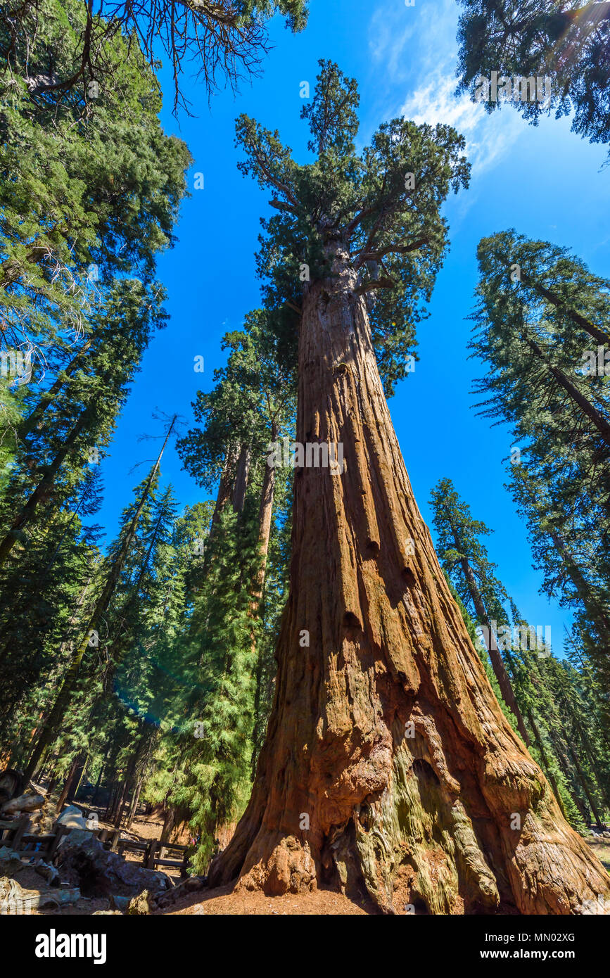 General Sherman Tree - le plus grand arbre sur la terre, dans les arbres de séquoias géants Sequoia National Park, Californie, USA Banque D'Images