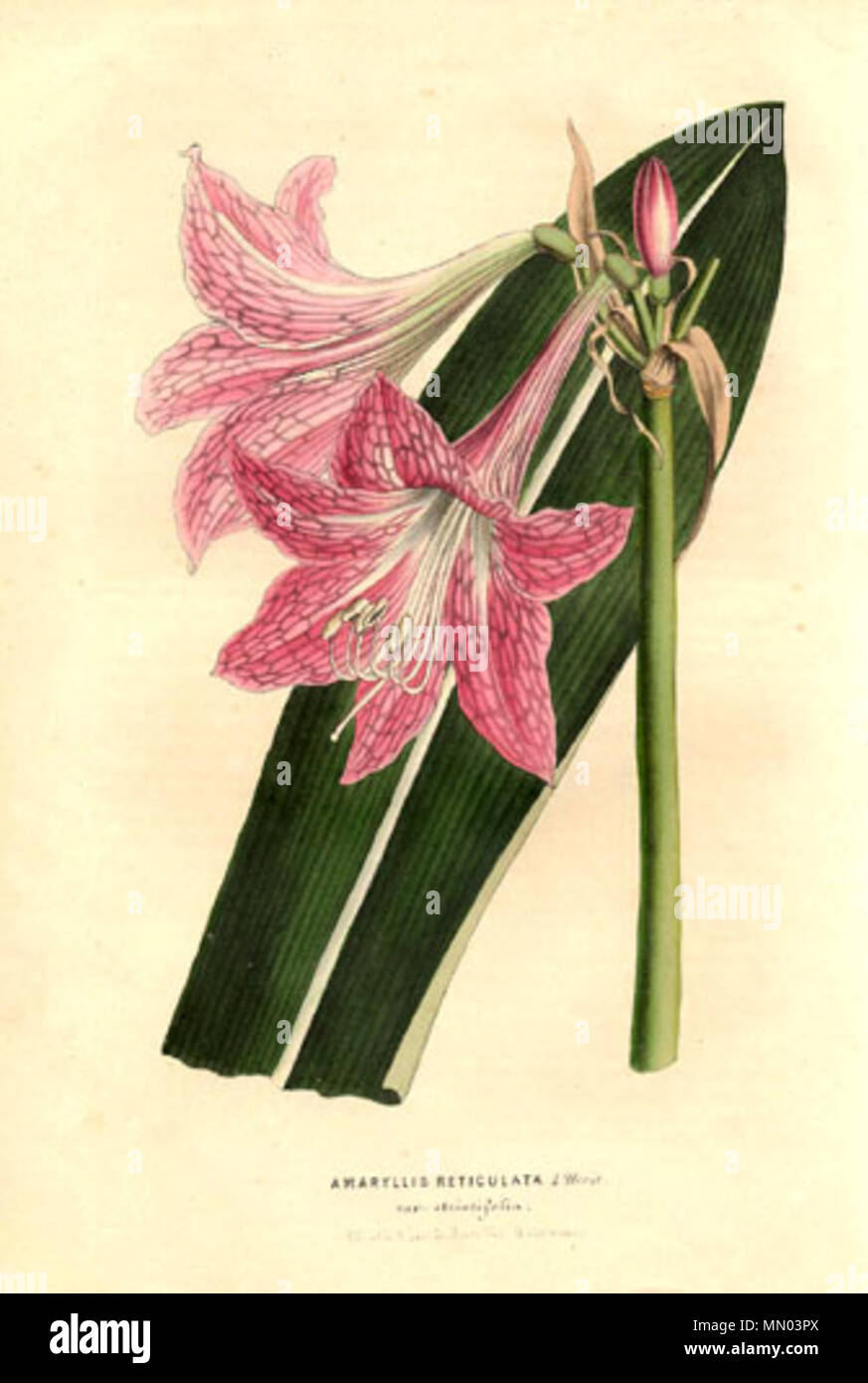 . Hippeastrum reticulatum var. striatifolium . 1849. Louis van Houtte (1810-1876) Noms alternatifs Description Van Houtte, horticulteur et botaniste belge politicien Date de naissance/Décès 29 Juin 1810 9 mai 1876 Lieu de naissance/décès Ypres Gand Belgique lieu de travail contrôle d'autorité : Q2073003 : VIAF ?188752124 Botaniste : ?Van Houtte GND : ?1037481674 SUDOC : ?15430672X Hippeastrum reticulatum var. striatum Banque D'Images