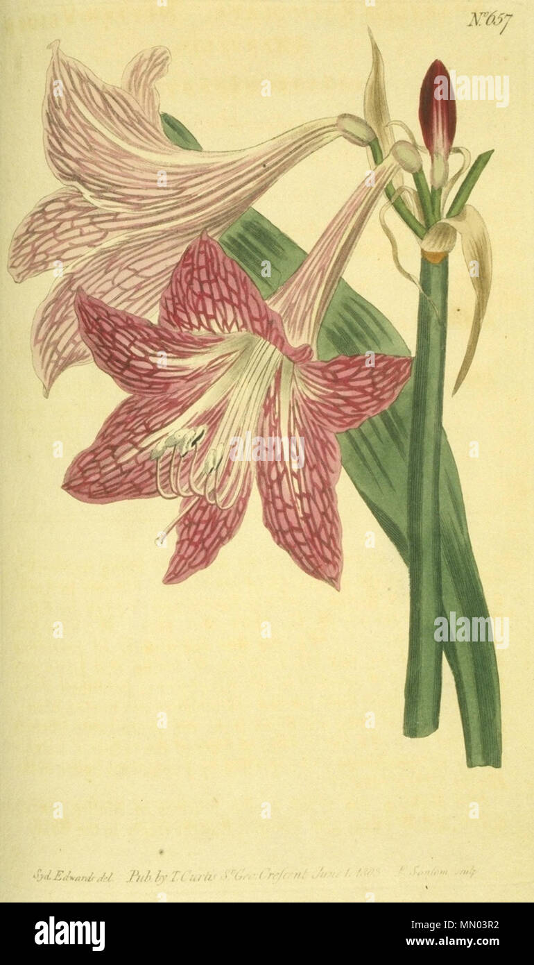 . Hippeastrum reticulatum . 1803. Sydenham Edwards Hippeastrum reticulatum1EDWARDS Banque D'Images