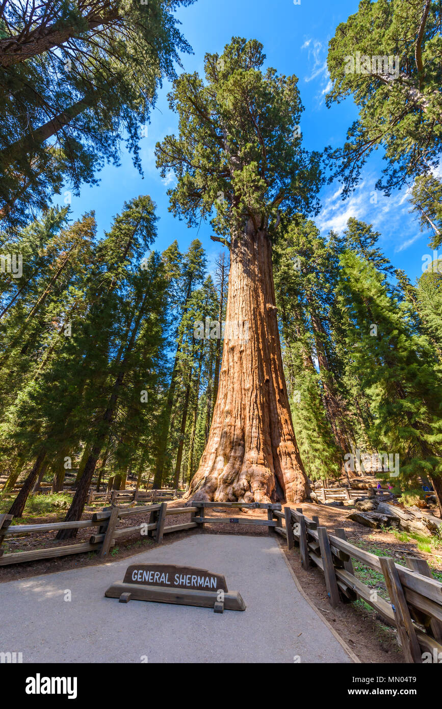 General Sherman Tree - le plus grand arbre sur la terre, dans les