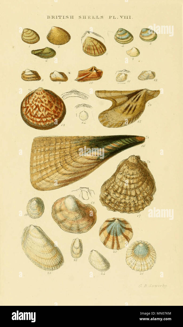 . Anglais : Index illustré des obus britanniques. Plate VIII. 1 Nucula nucleus Nucula nucleus 2 Nucula decussata Nucula sulcata 3 Nucula radiata Nucula hanleyi 4 Nucula nitida Nucula nitidosa Ennucula 5 Nucula tenuis tenuis 6 Leda caudata Nuculana minuta 7 Yoldiella philippiana Leda pygmaea 8, 9 Striarca Arca lactea lactea 10 Arca tetragona Arca tetragona 11 raridentata Bathyarca pectunculoides 12 Arca Arca nodulosa Asperarca Pectunculus Glycymeris nodulosa 13 glycimeris glycymeris Limopsis Crenella 14 pellucide pellucida 15 Avicula tarentina Pteria hirundo 16 Pinna pectinata Atrin Banque D'Images