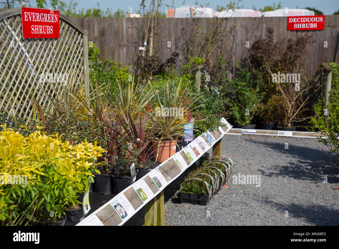 Une sélection d'arbustes à feuilles persistantes à la vente à une pépinière Jardin Banque D'Images