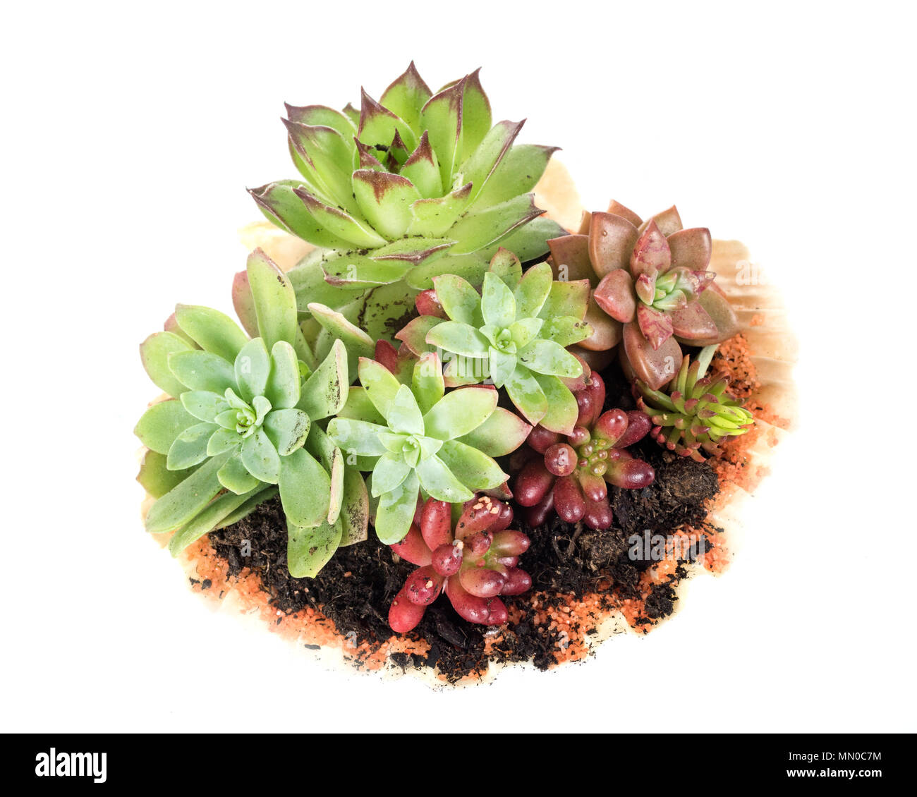 Les plantes succulentes in front of white background Banque D'Images