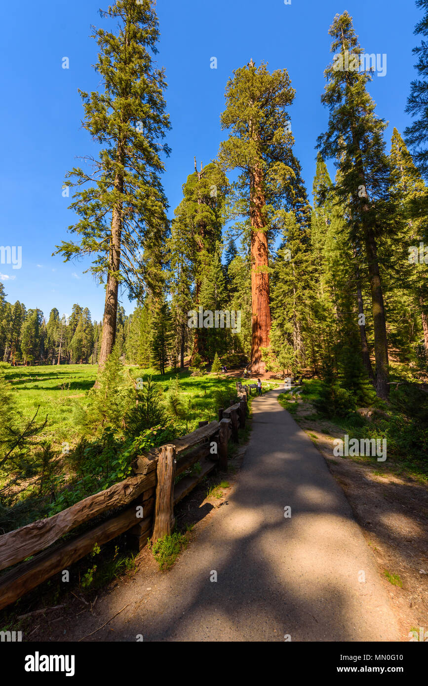 Les gens qui marchent sur le sentier de grands arbres en Sequoia National Park où sont les plus grands arbres du monde, en Californie. USA. Banque D'Images