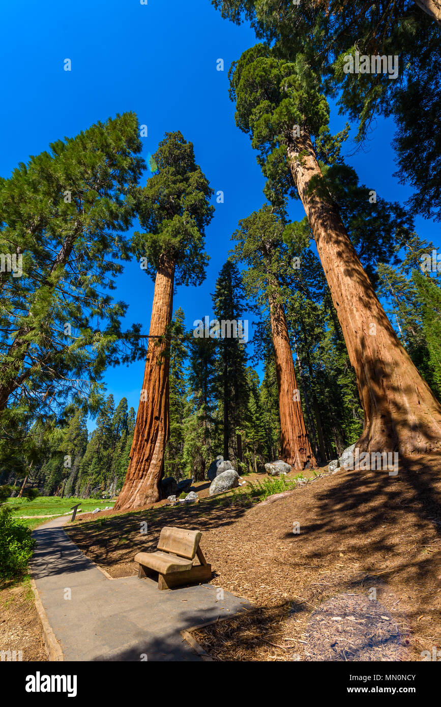 De beaux paysages sur les grands arbres Trail à Sequoia National Park où sont les plus grands arbres du monde, en Californie. USA. Banque D'Images