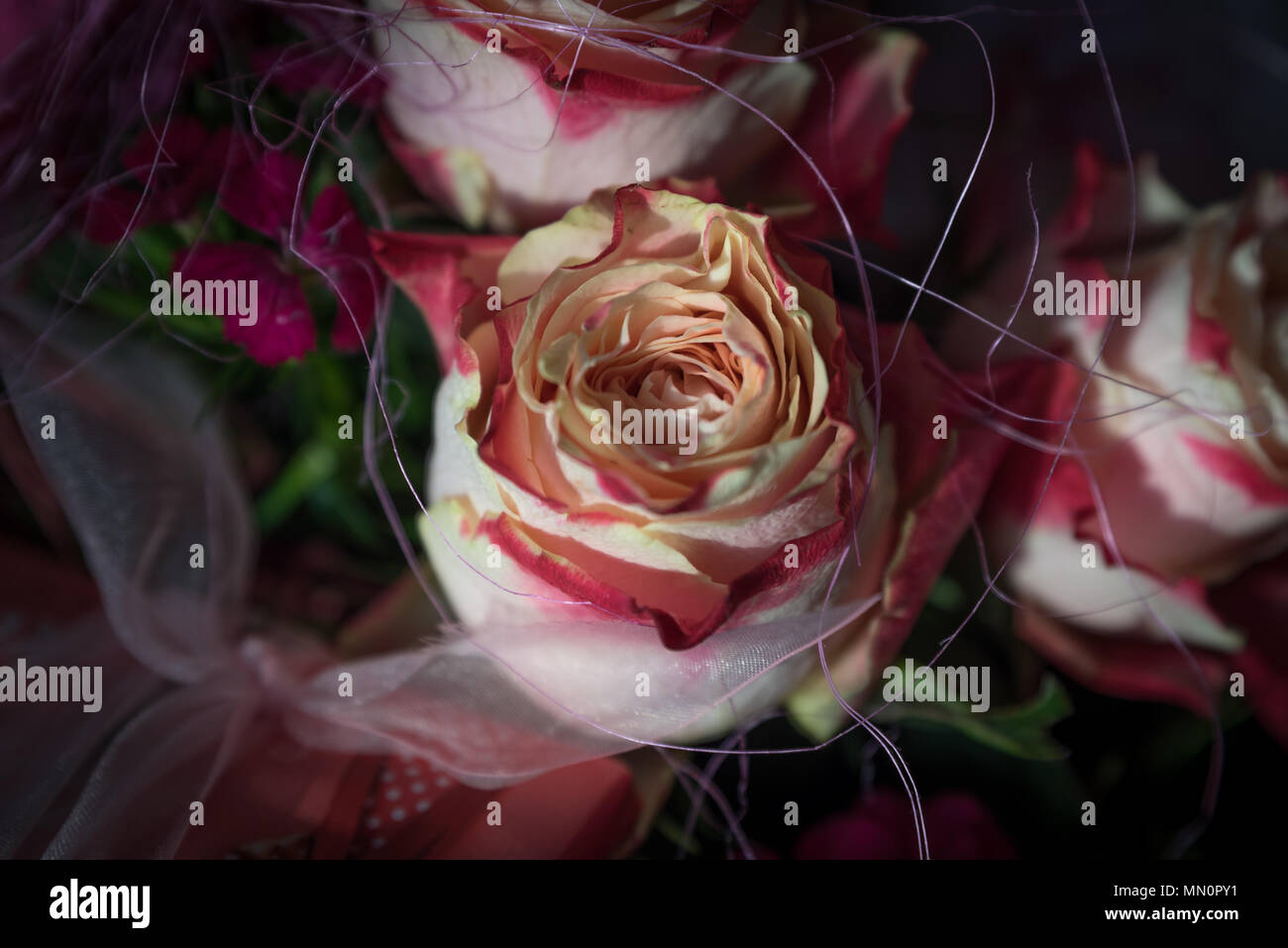 De belles roses en libre Banque D'Images