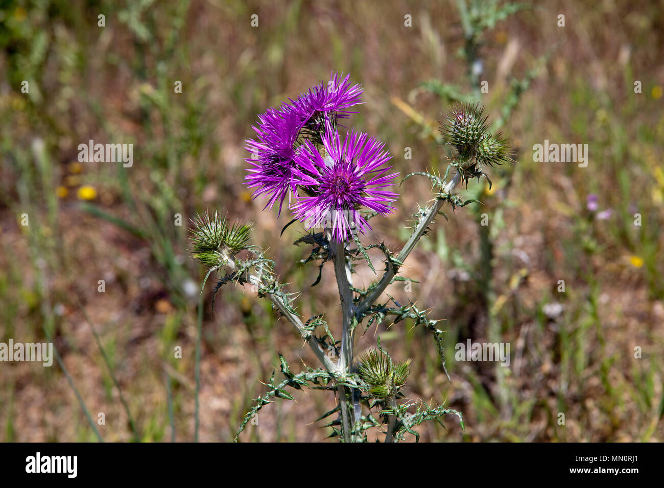 Le Thistle (Galactites tomentosa), la floraison, Cap Camarat, Golfe de Saint-Tropez, Côte d'Azur, département du Var, Provence-Alpes-Côte d'Azur, France Banque D'Images