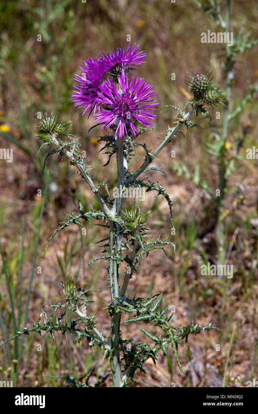 Le Thistle (Galactites tomentosa), la floraison, Cap Camarat, Golfe de Saint-Tropez, Côte d'Azur, département du Var, Provence-Alpes-Côte d'Azur, France Banque D'Images