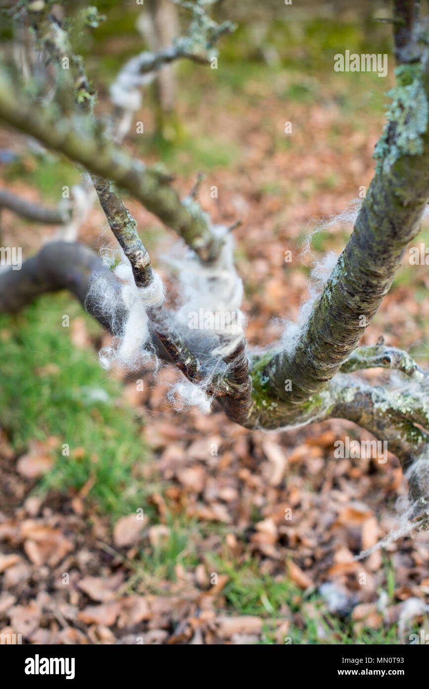 La laine des moutons pris sur les branches de petit arbre en hiver avec des feuilles mortes sur le terrain. Banque D'Images
