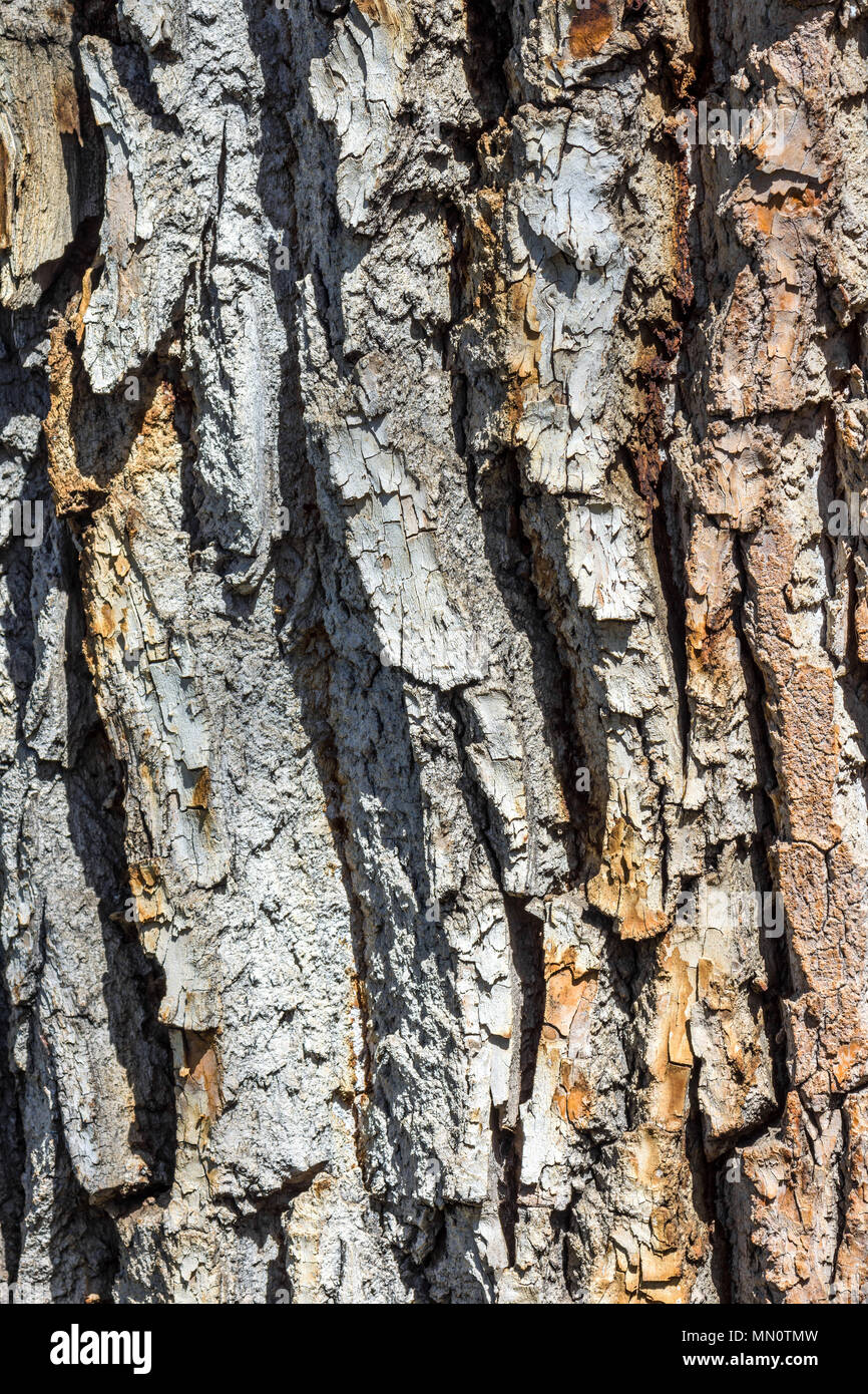 Écorce de Cottonwood - Populus fremontii - arbre, USA. Banque D'Images