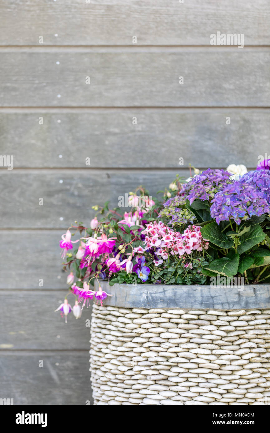 Pot décoré avec diverses plantes fleurissent de fleurs avec un mur en bois Banque D'Images