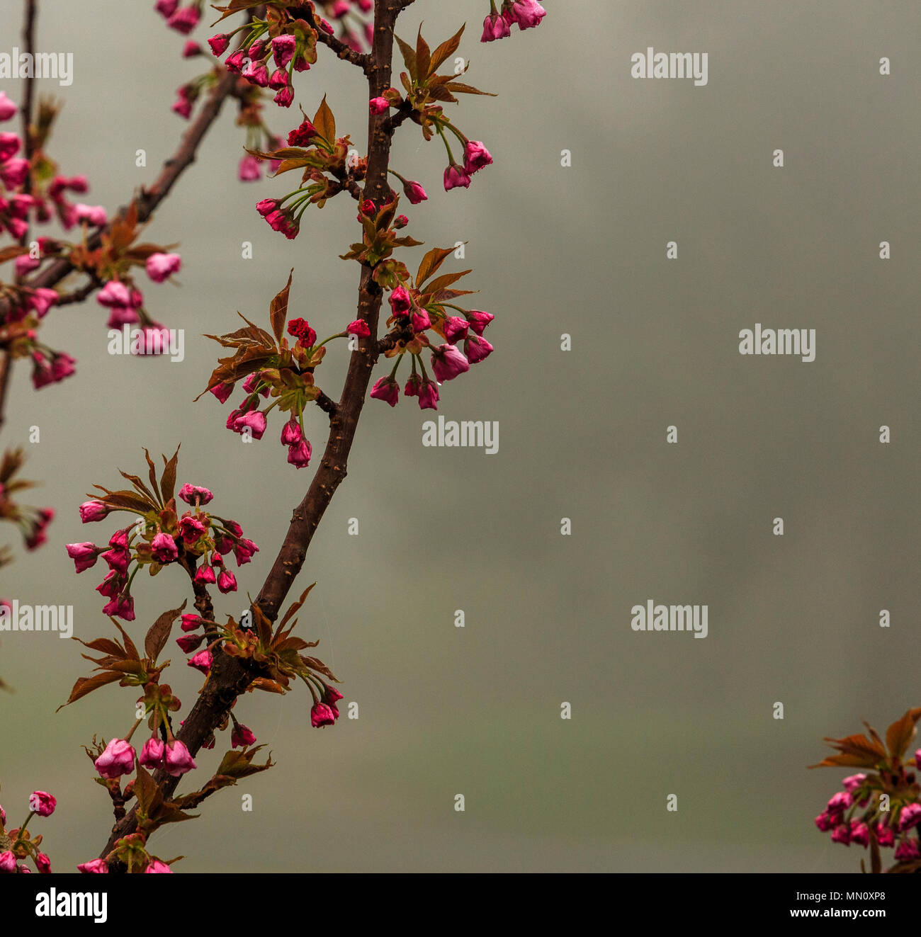 Cherry Tree printemps bokeh bourgeons contre tôt le matin le brouillard Banque D'Images