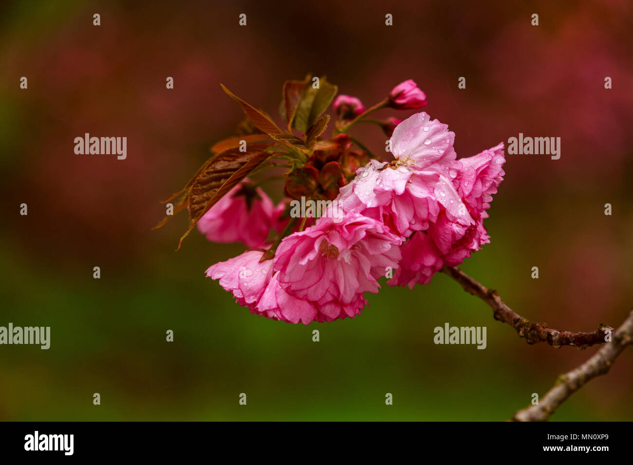 Cherry Tree printemps bourgeons et fleurs Banque D'Images