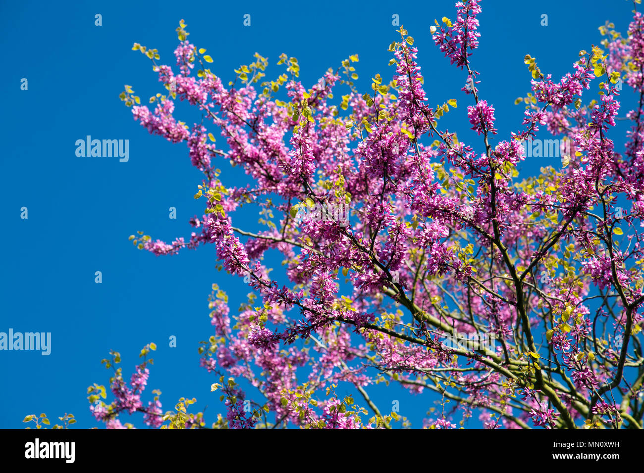 Les branches des cerisiers en fleur rose contre un ciel bleu au printemps, London, UK Banque D'Images