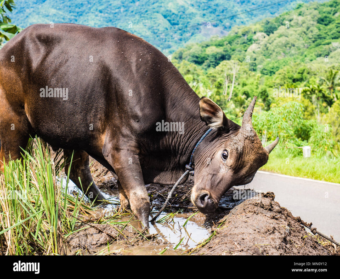 Le buffle d'eau dans le champ de riz paddy par la route Banque D'Images Le buffle d'eau dans le champ de riz paddy par la route Banque D'Images