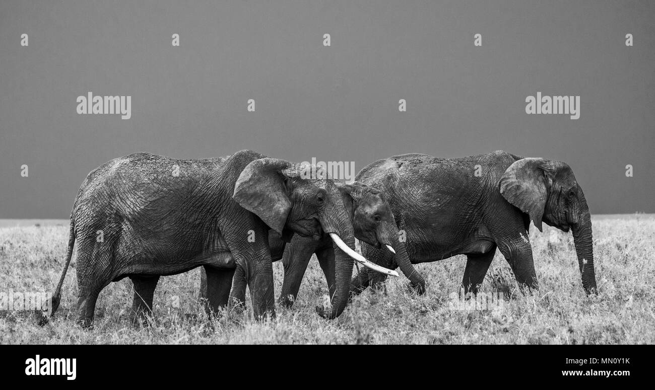 Groupe d'éléphants dans la savane. L'Afrique. La Tanzanie. Le Parc National du Serengeti . Banque D'Images