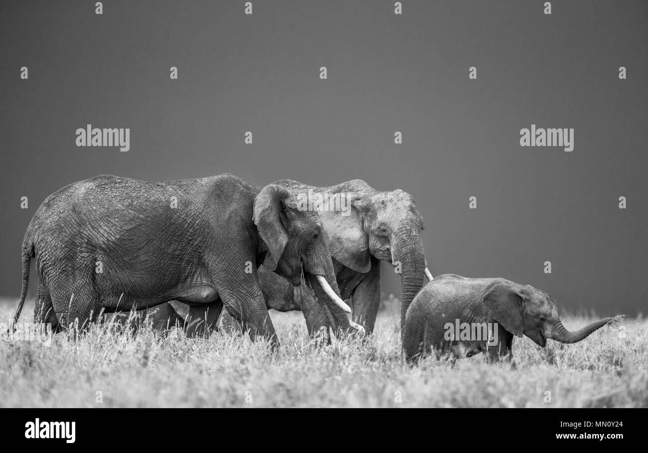 Groupe d'éléphants dans la savane. L'Afrique. La Tanzanie. Le Parc National du Serengeti . Banque D'Images