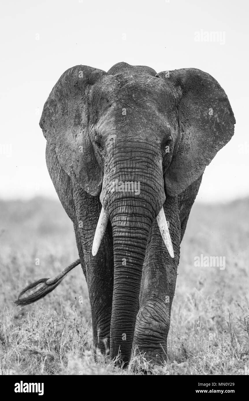 Gros éléphant dans la savane. L'Afrique. La Tanzanie. Le Parc National du Serengeti. Banque D'Images