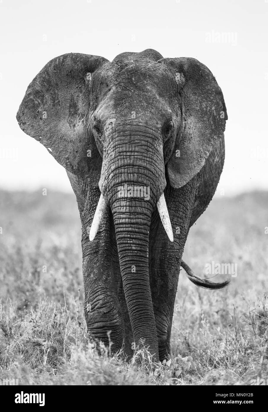 Gros éléphant dans la savane. L'Afrique. La Tanzanie. Le Parc National du Serengeti. Banque D'Images