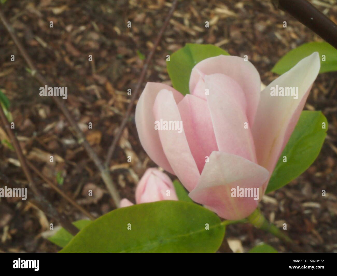 Magnolia 'Rose' Fleur Famingo partiellement ouvert Banque D'Images