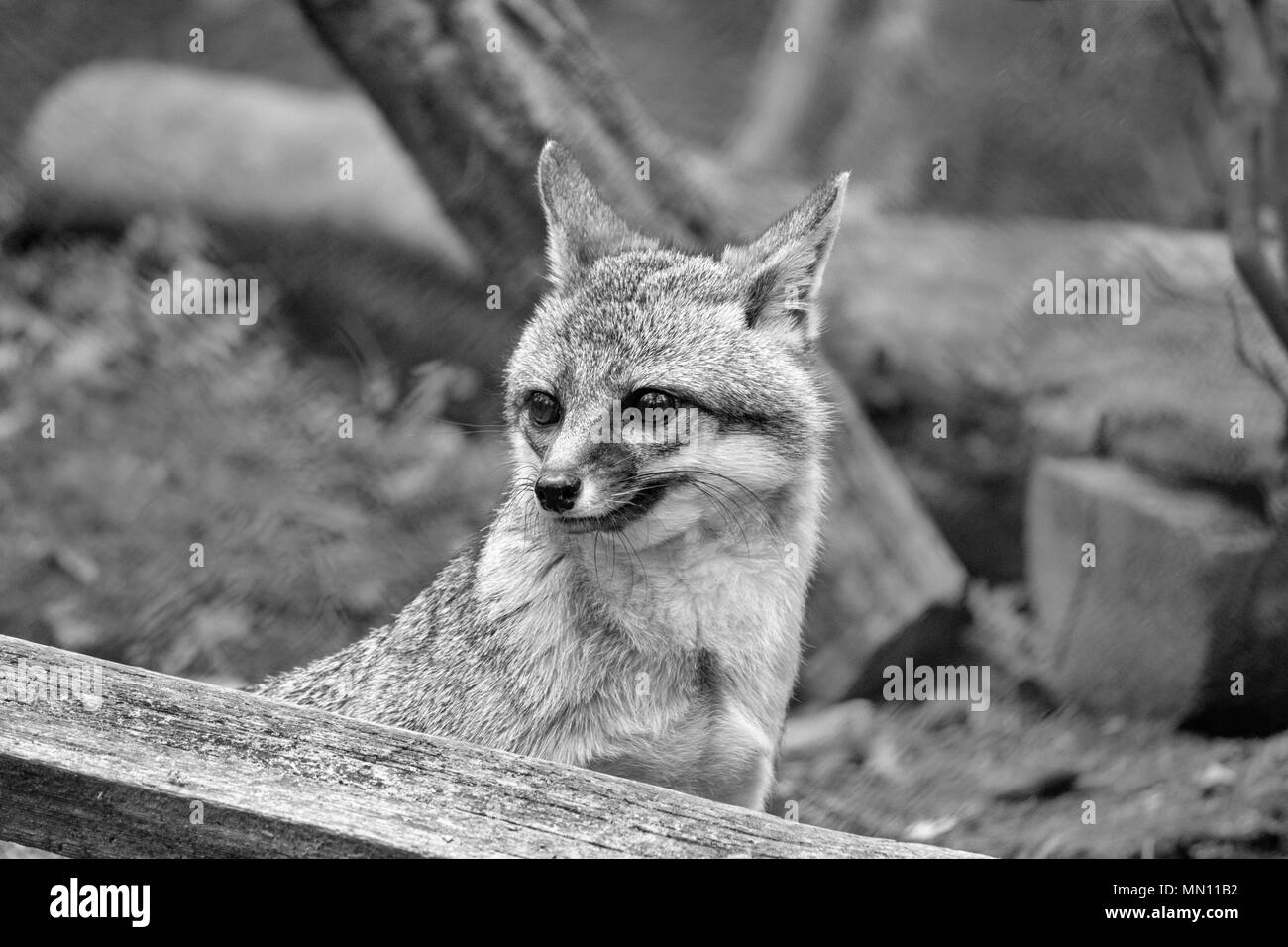 Un renard gris (Urocyon cinereoargenteus) a l'air inquiet ou peur à la WNC Nature Centre à Asheville, NC, USA Banque D'Images