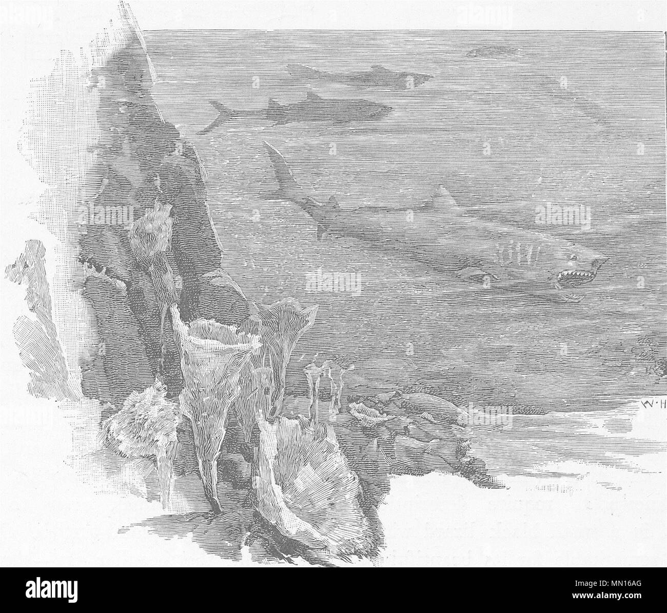 L'Australie. À l'Ouest. Les requins 1890 ancienne vintage print photo Banque D'Images