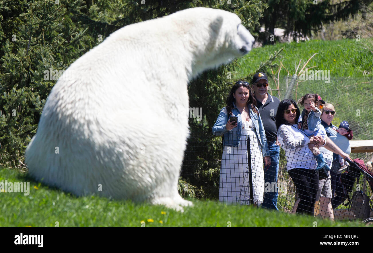 (180514) -- TORONTO, le 14 mai 2018 (Xinhua) -- les gens regardent un ours polaire au cours de la Fête des mères au Zoo de Toronto à Toronto, Canada, le 13 mai 2018. (Xinhua/Zou Zheng) (zxj) Banque D'Images