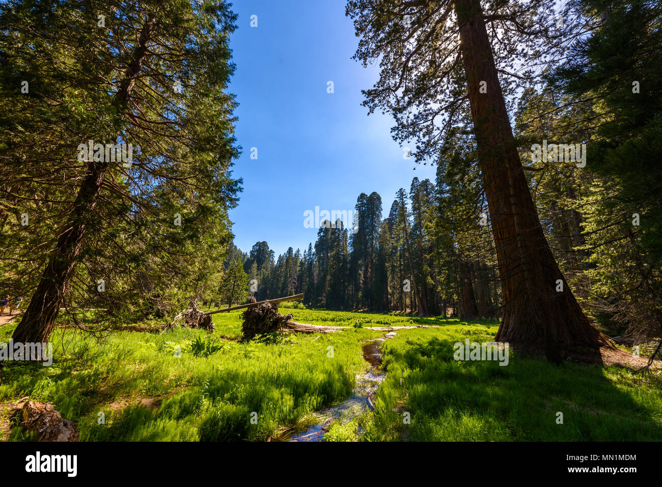 De beaux paysages sur les grands arbres Trail à Sequoia National Park où sont les plus grands arbres du monde, en Californie. USA. Banque D'Images