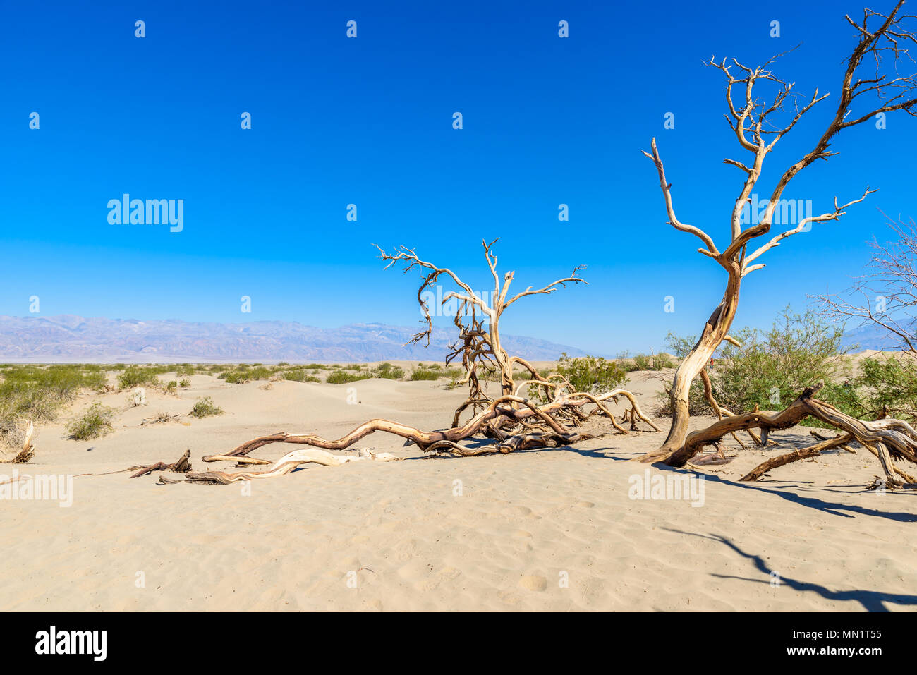 Mesquite sand dunes dans le désert de la Death Valley, Californie, USA. Banque D'Images