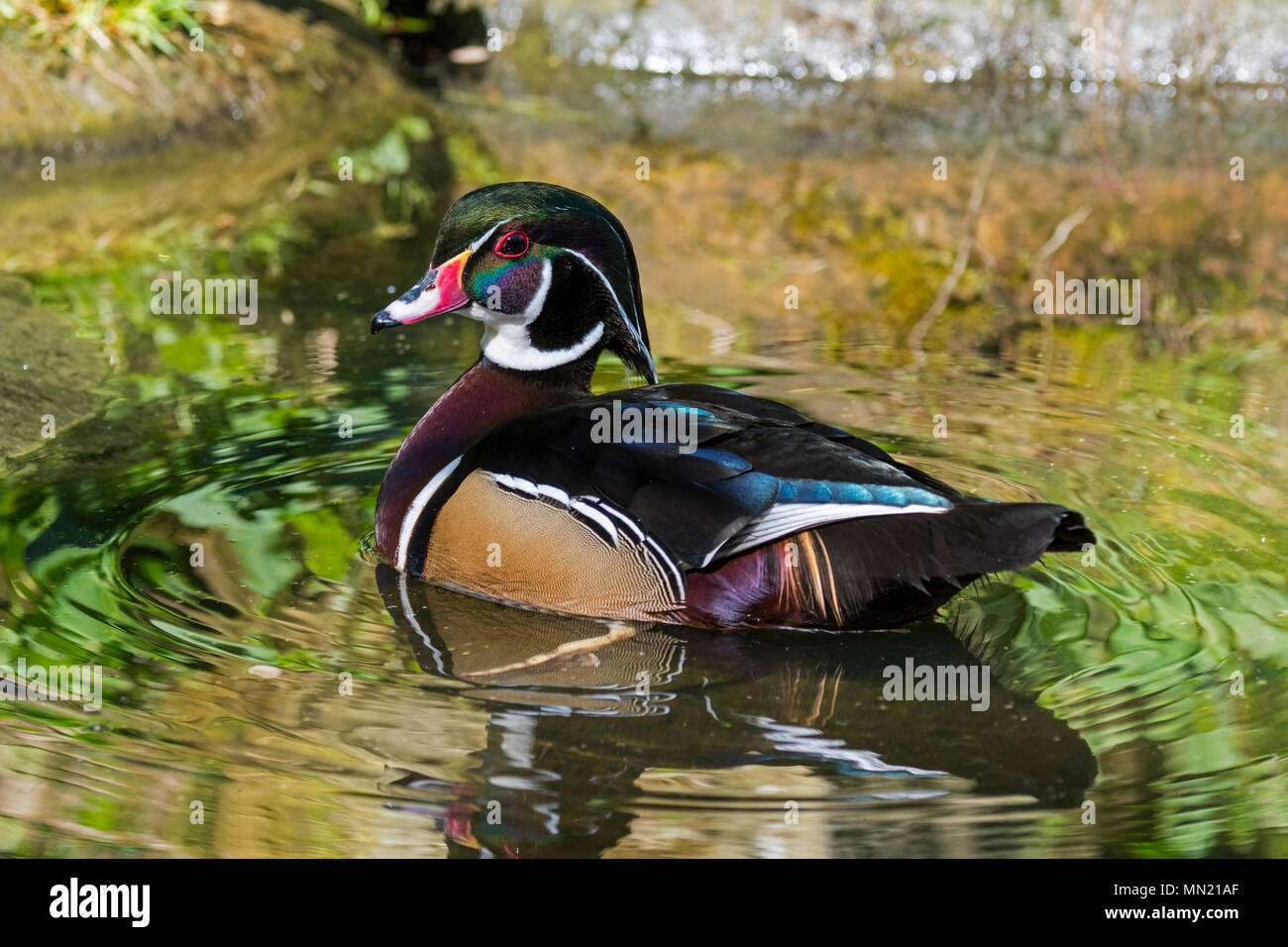 Canard branchu / Carolina (Aix sponsa canard / Anas sponsa) mâles nager dans l'étang, canards percheurs colorés originaires d'Amérique du Nord Banque D'Images