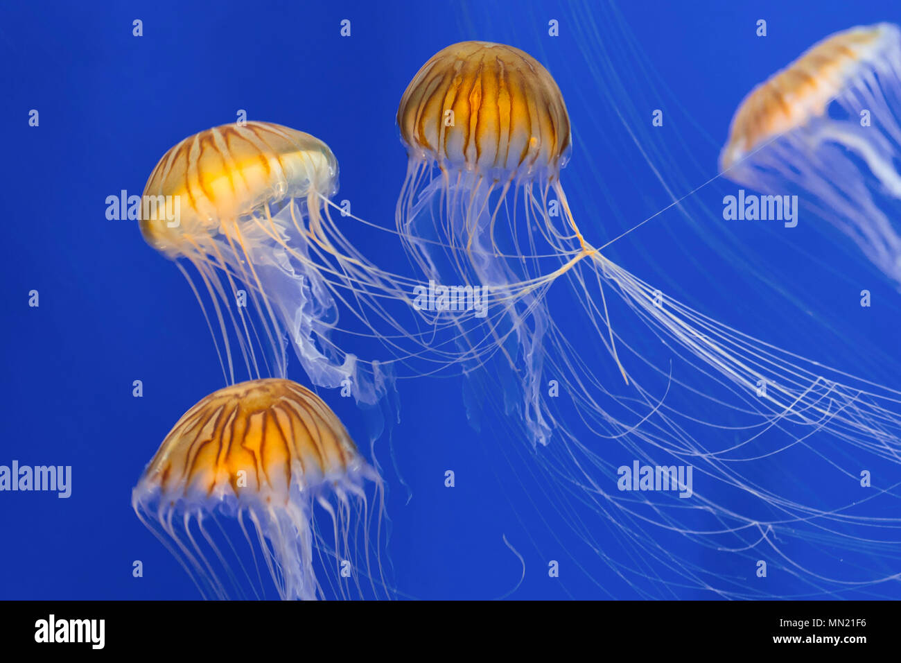 Fleur de Mer du Japon Les orties (Chrysaora pacifica) Groupe de méduses nager sous l'eau Banque D'Images