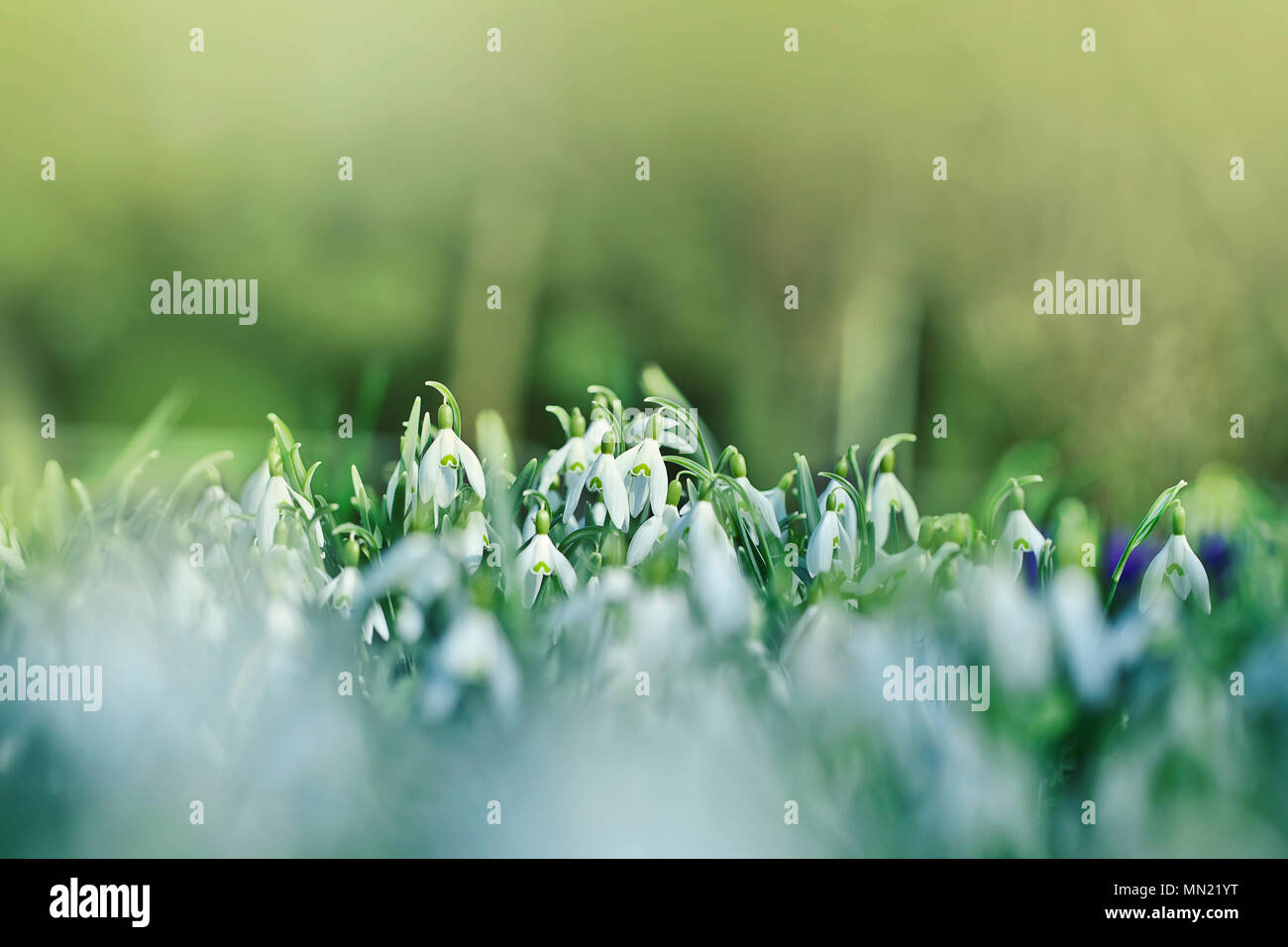 Début du printemps perce-neige (Galanthus nivalis) Soft focus sélectif Banque D'Images