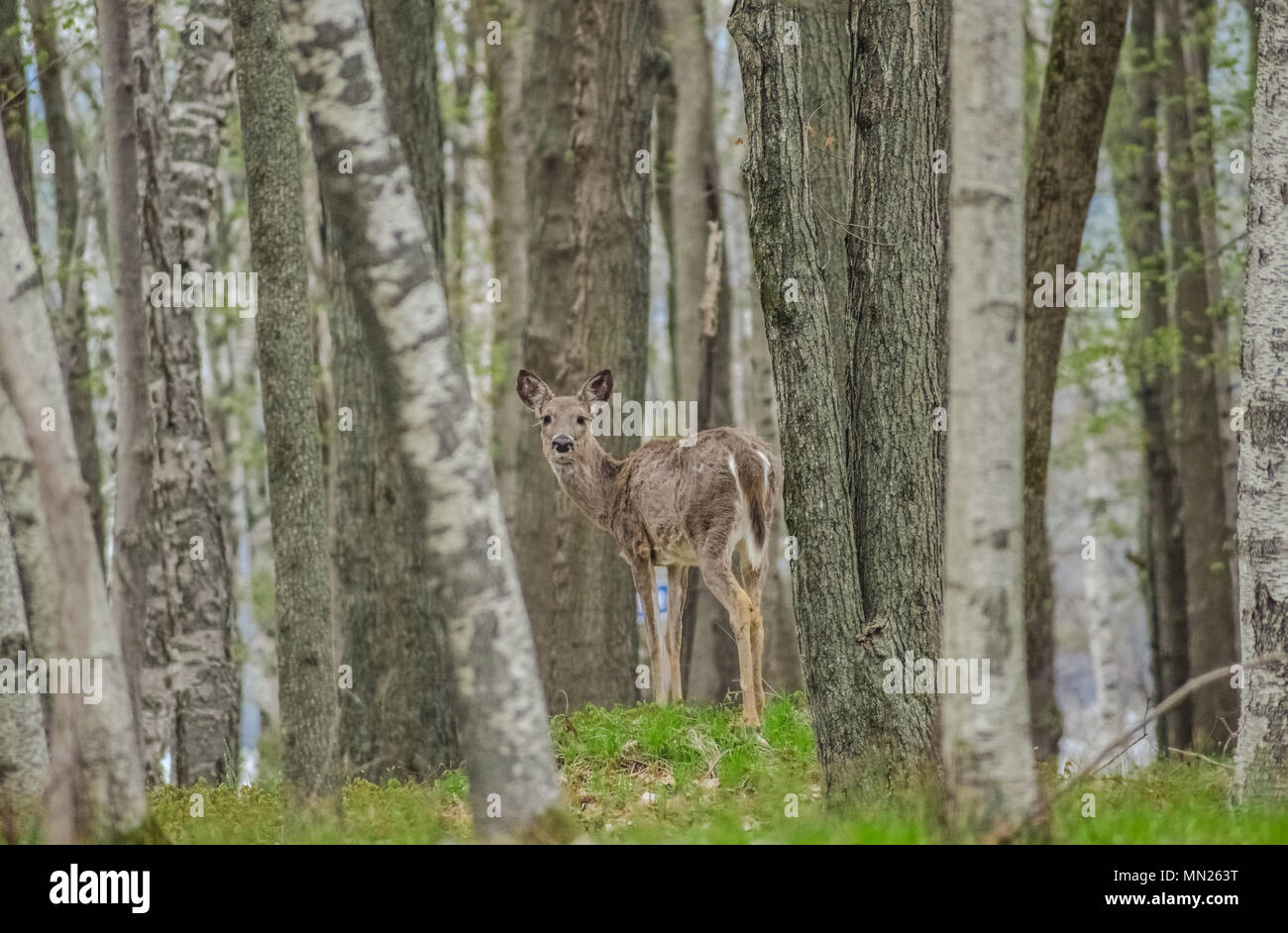 un seul doe dans les bois Banque D'Images