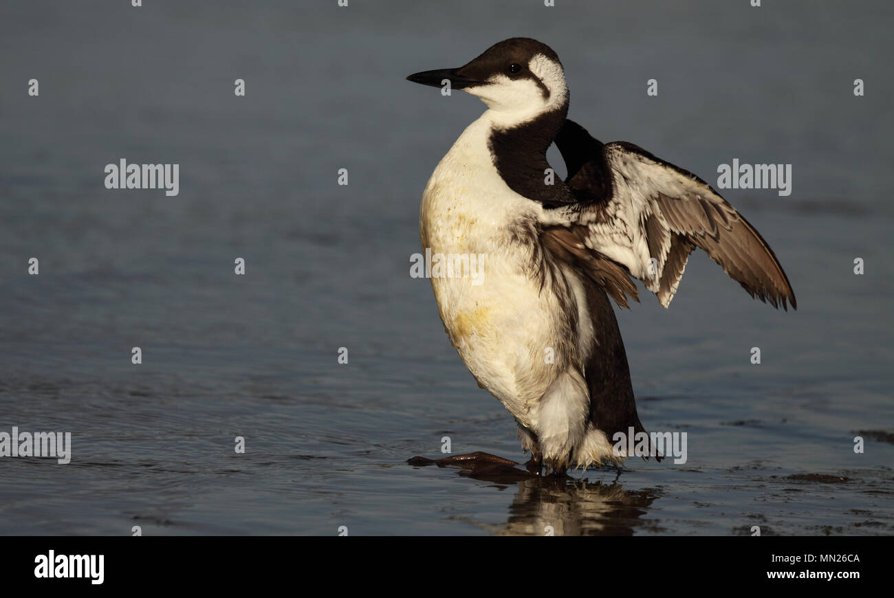 Une vision à long terme d'un guillemot marmette approcher la rive. Banque D'Images