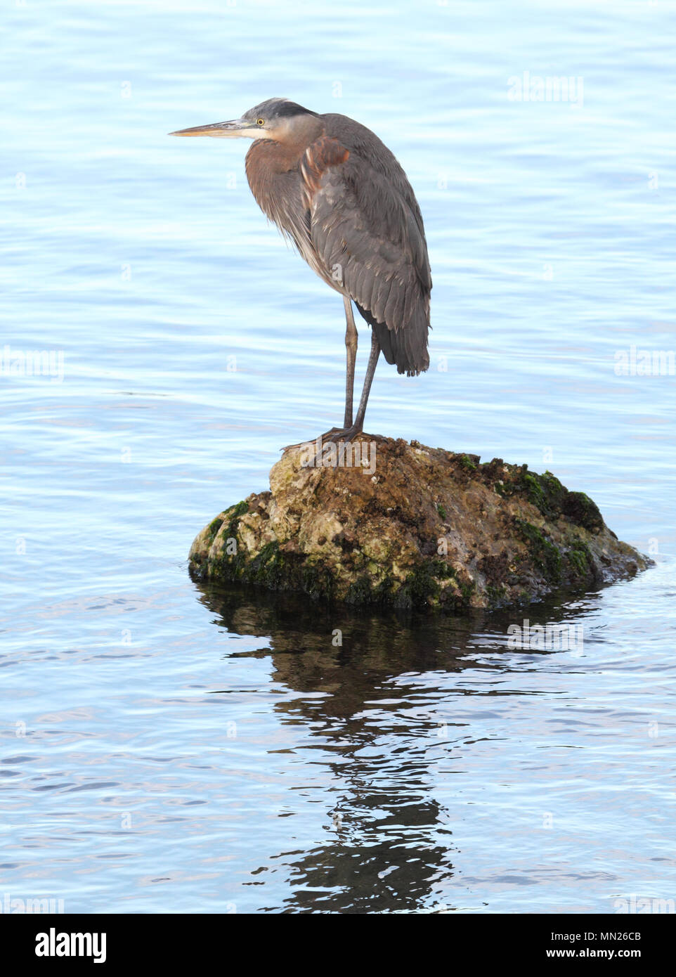 Un Grand Héron s'arrêtant sur un rocher dans l'océan Pacifique le long de la côte de Californie. Banque D'Images Un Grand Héron s'arrêtant sur un rocher dans l'océan Pacifique le long de la côte de Californie. Banque D'Images