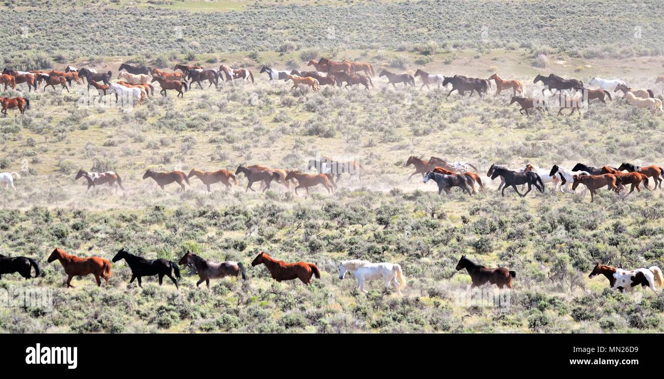 Troupeau de chevaux Banque D'Images