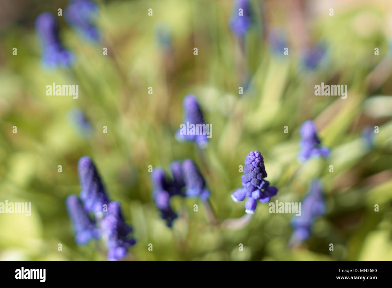 Fleurs Muscari armeniacum. Banque D'Images