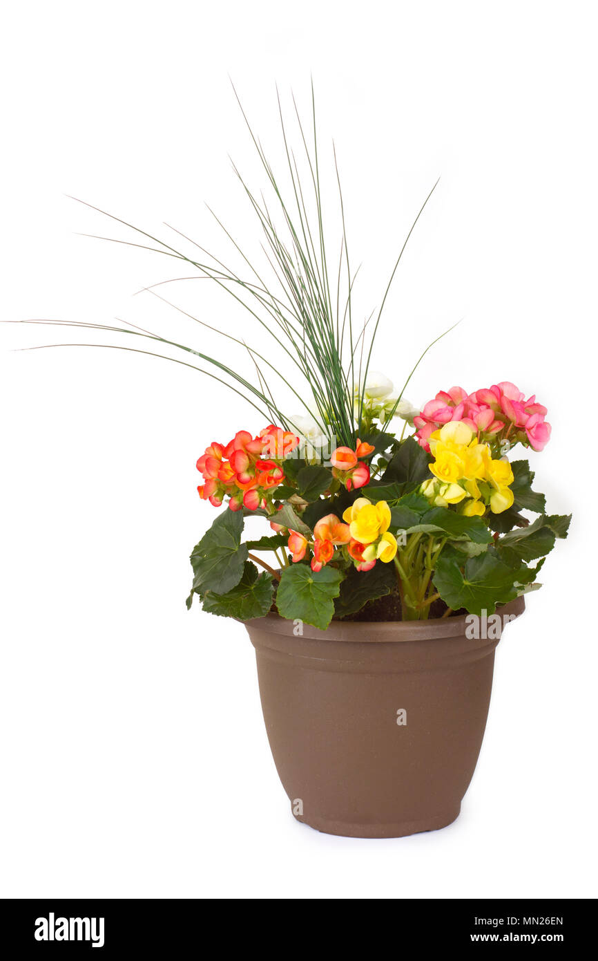 Plantes en pot, fleurs en pot planter le jardin Banque D'Images