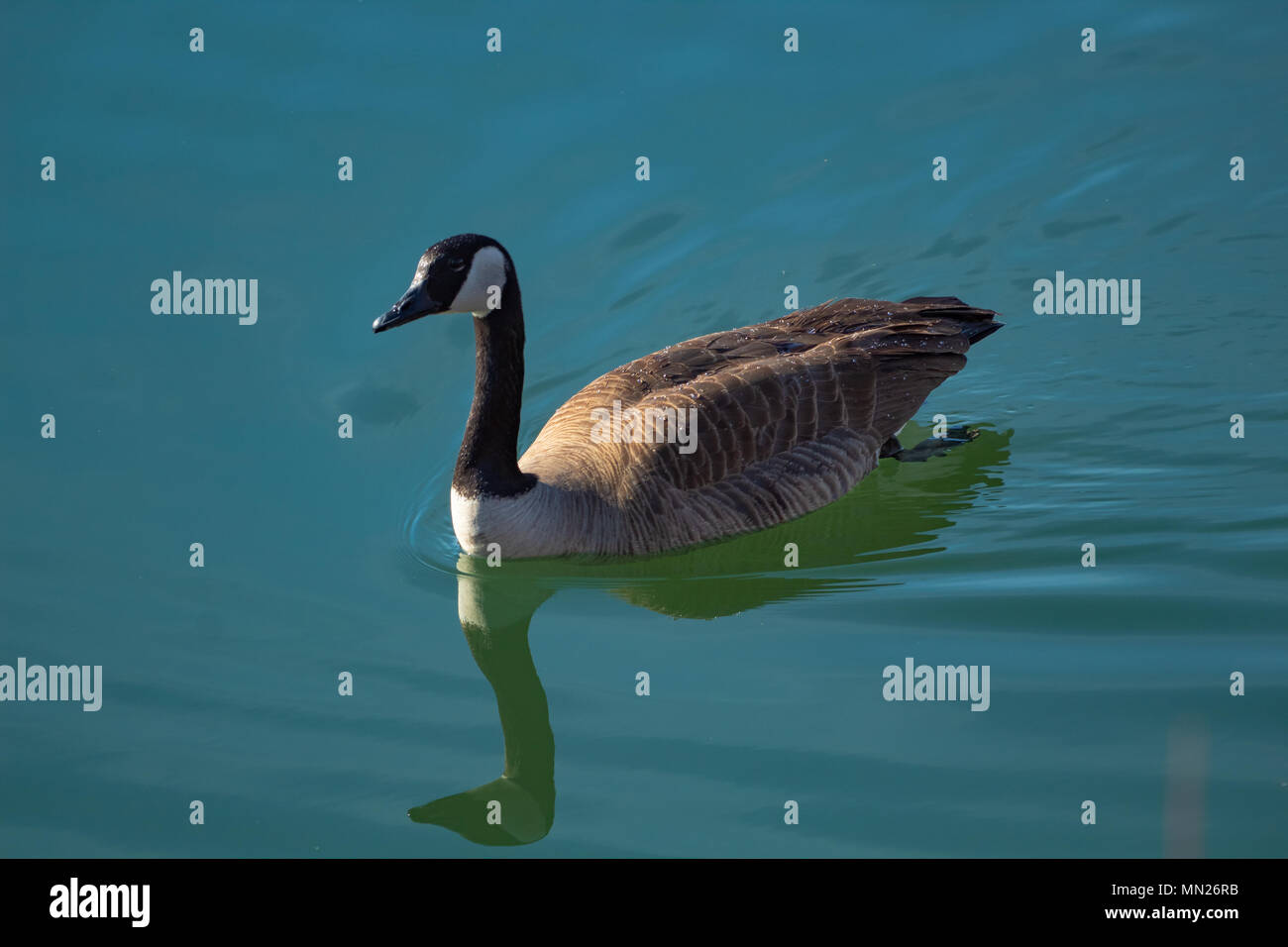 Une plus grande Bernache du Canada, Branta canadensis maxima, natation voyage étang Jefferson County, Californie USA Banque D'Images