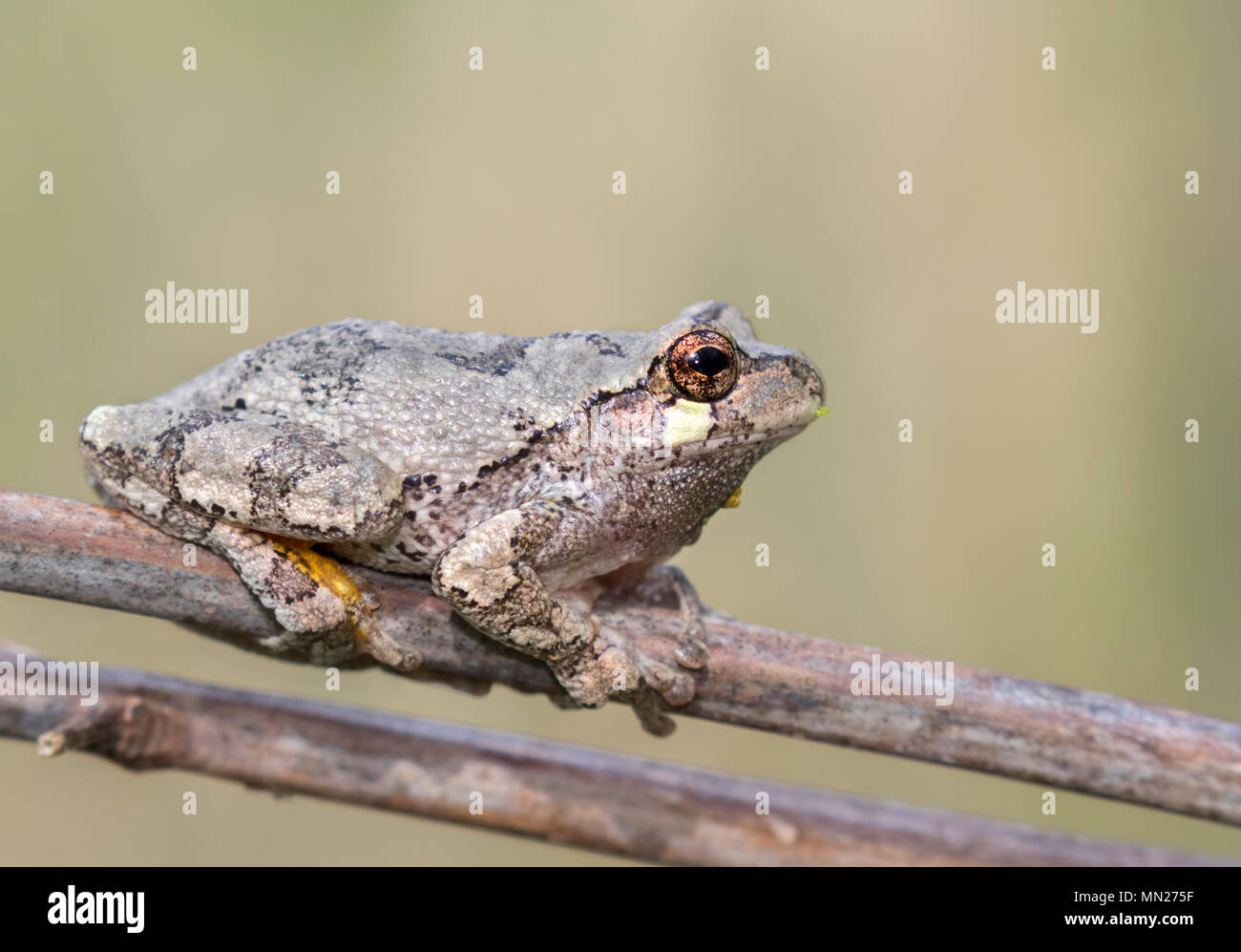 La rainette versicolore (Hyla versicolor) sur la branche d'arbre Banque D'Images
