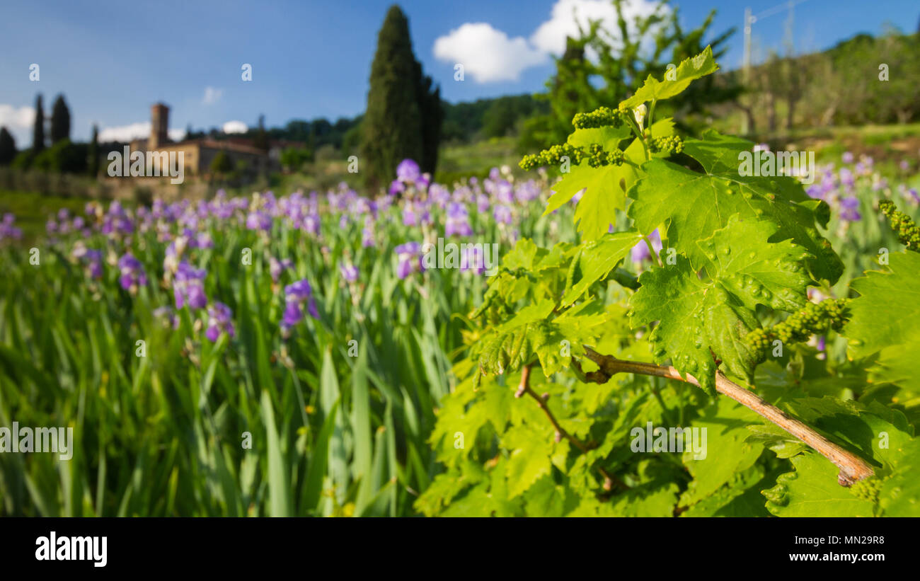 Bébé printemps et en raisins paysage viticole toscan avec église, cyprès et Iris qui fleurit en arrière-plan, Chianti, Italie Banque D'Images