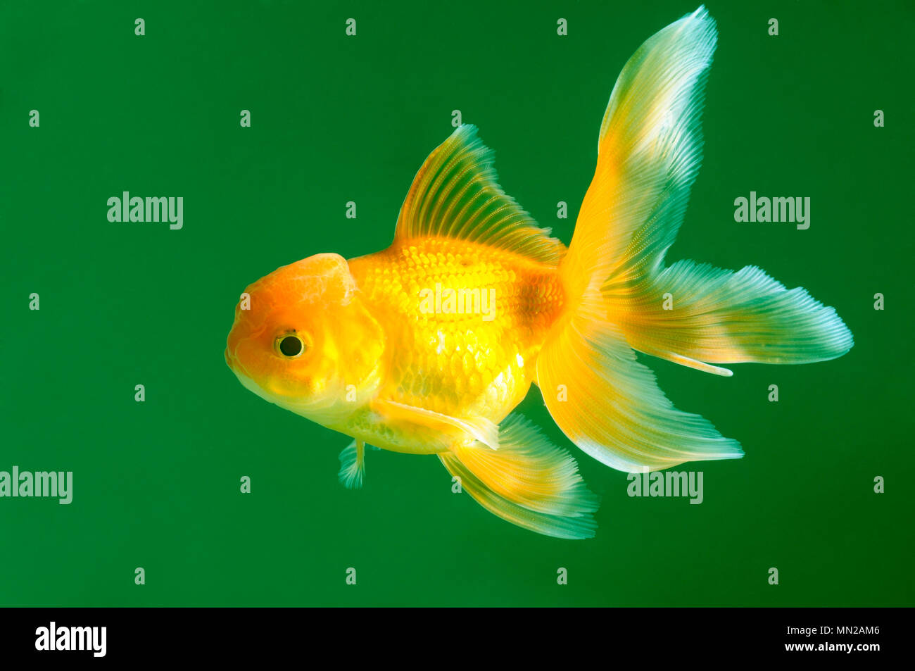 Tête de Lion poisson rouge sur fond vert Banque D'Images