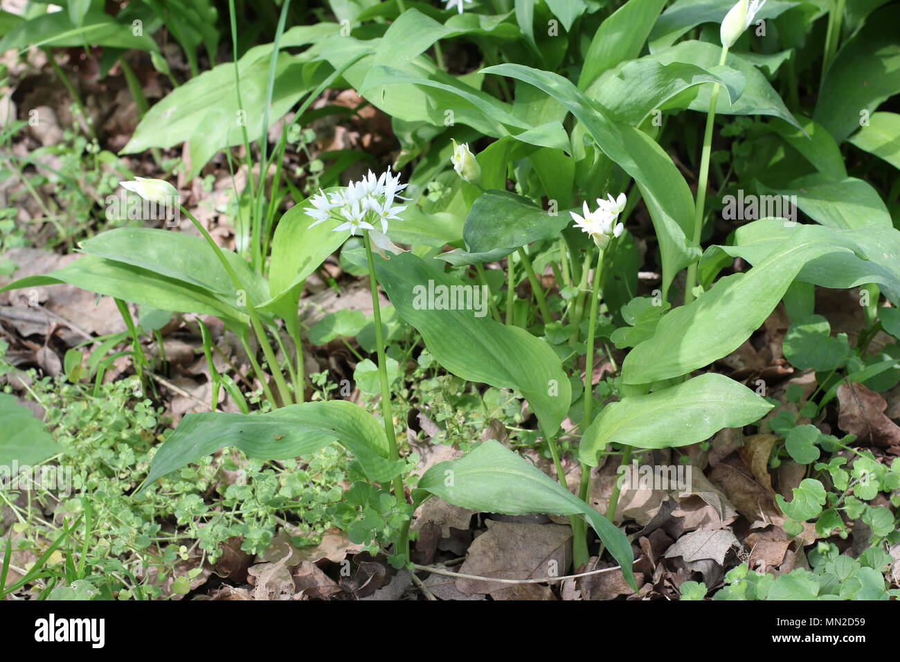 Fleurs blanches de l'Allium ursinum (ramsons) Banque D'Images